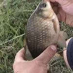 Prázdninový dům Sosnowy Zakatek Stegna- Rodzinne Blisko Morza Wedkowanie, Rowery, Plac Zabaw Stegna (Pomerania)